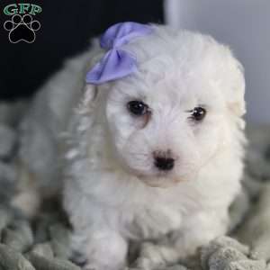 Bella, Bichon Frise Puppy